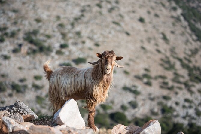 PRIVATE-Zeus Birthplace-Traditional Villages-Olive Oil Factory - Why this tour gets you beyond the resorts