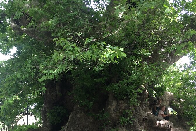 PRIVATE-Zeus Birthplace-Traditional Villages-Olive Oil Factory - Lasithi Mesa and the optional Dikteon Cave
