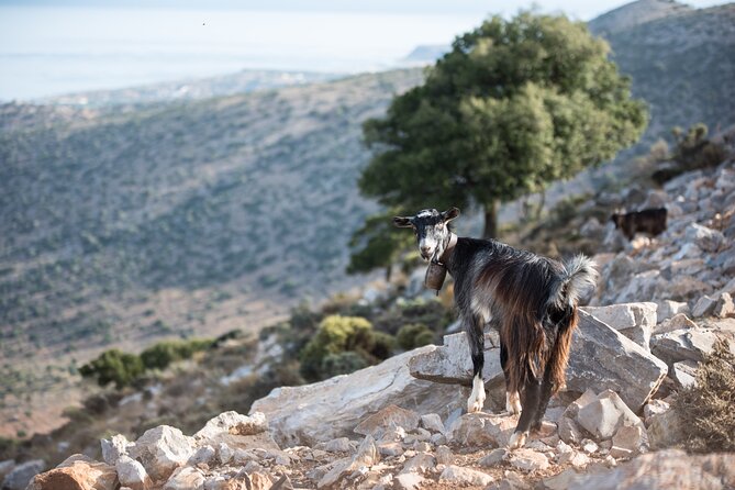 PRIVATE-Zeus Cave-Knossos-Olive oil Factory-Traditional Villages. - Mochos: old lanes and a family meal