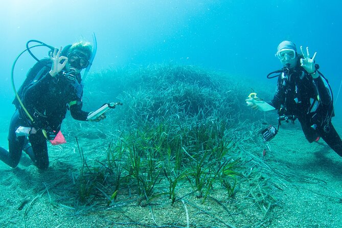 Research diving with a Marine Biologist in Crete - Key points to know before booking