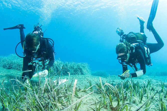Research diving with a Marine Biologist in Crete - Why this Crete program feels different from a standard boat outing