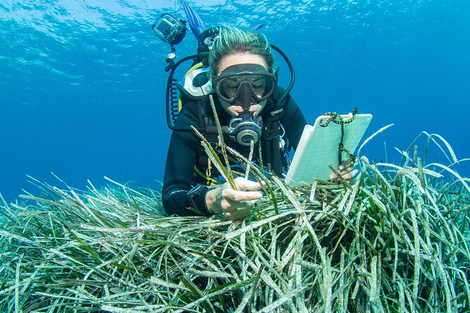 Research diving with a Marine Biologist in Crete - What happens during the two underwater sessions
