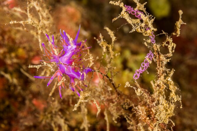 Research diving with a Marine Biologist in Crete - Who should book this day