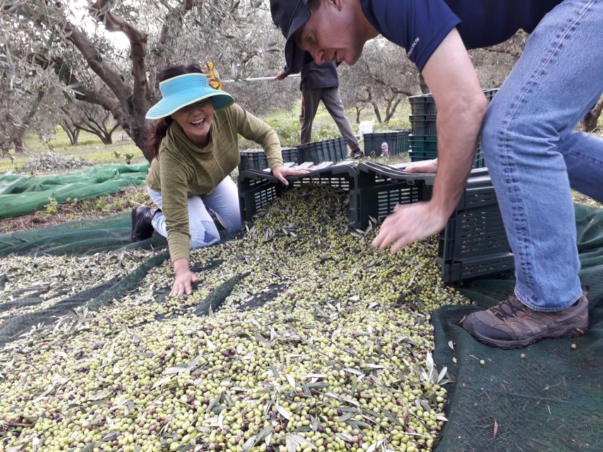 Rethymno: Olive Oil Tasting with Cretan Food Pairing - Who should book this experience?