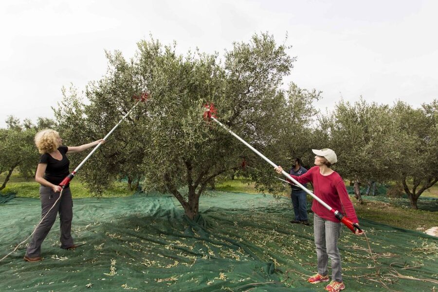 Rethymno: Olive Oil Tasting with Cretan Food Pairing - Why this olive oil experience feels different