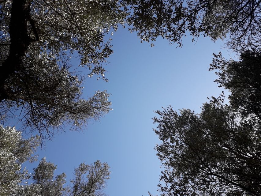 Rethymno: Olive Oil Tasting with Cretan Food Pairing - Walking through the ancient olive grove