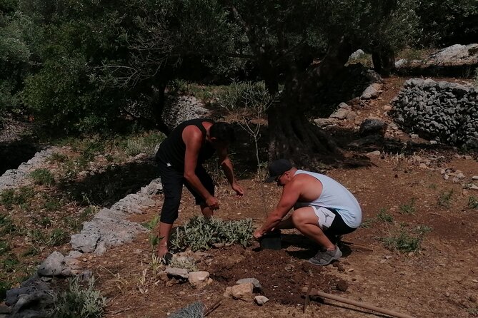 Rethymnon Olive Tree Sponsorship Protect and Plant Tour - Is $141.78 per person a fair price?