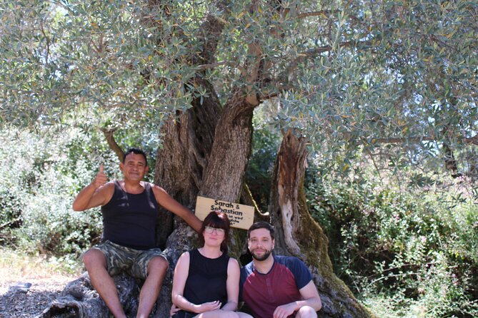 Rethymnon Olive Tree Sponsorship Protect and Plant Tour - Why the old olive varieties matter