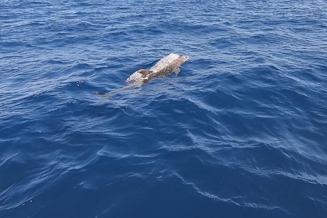 Sailing trip to DIA in Heraklion,Crete(4H) - Snacks, champagne, and the evening drinks