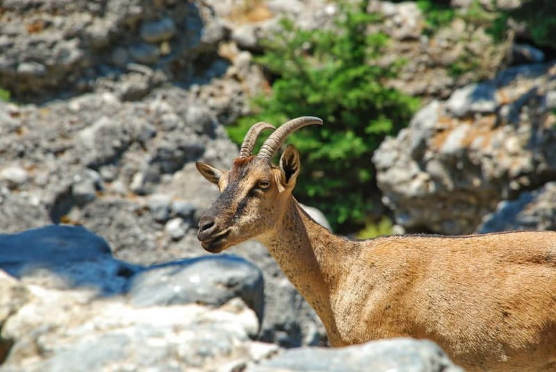 SAMARIA GORGE Full-Day Trip from CHANIA - The Iron Gates at Four Meters Wide