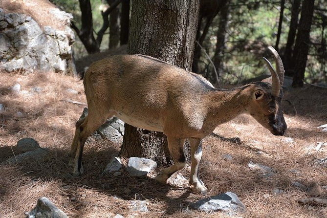 Samaria Gorge Hike - Is $45.65 good value?