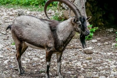 Samaria Gorge Hiking from Chania with Professional Hiking Guide