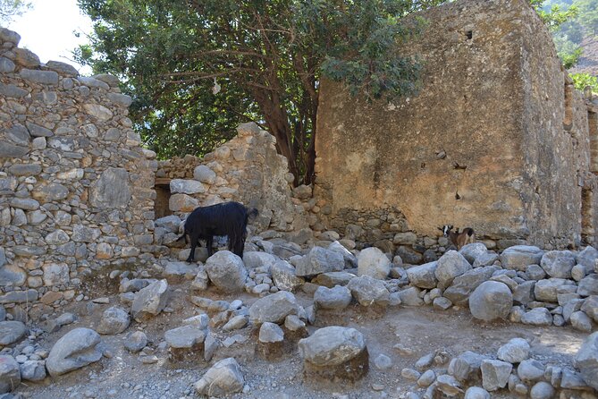 Samaria Gorge Hiking Tour from Chania with Professional Guide - Who should take this hike