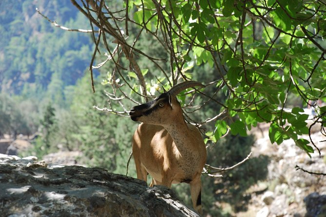 Samaria Gorge Trek: Full-Day Excursion from Rethymno with Guide - Agia Roumeli: swim, eat, and slow down