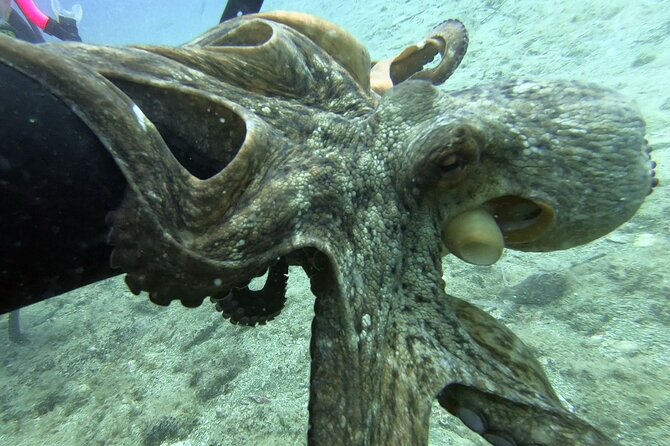 Scuba Diving for Beginners with a PADI Instructor near Heraklion - Learning scuba basics before entering the sea
