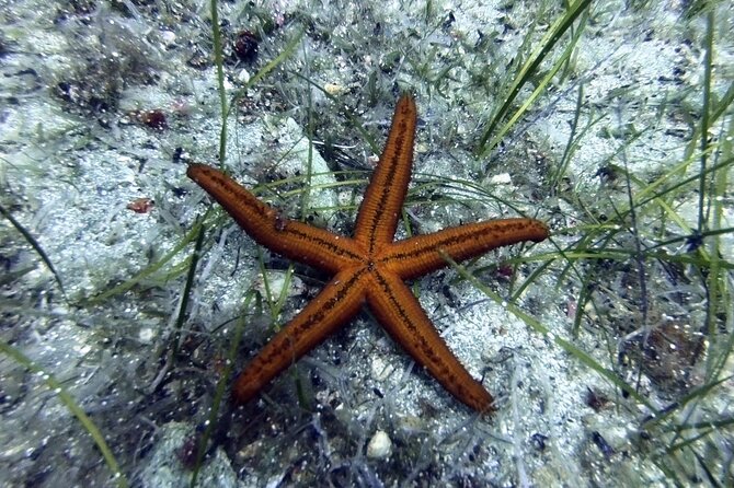 Scuba Diving for Beginners with a PADI Instructor near Heraklion - What happens at Agia Pelagia Beach