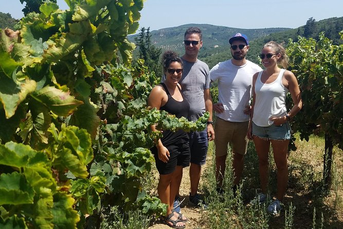 Semi-Private Wine Discovery Tour in Chania - Why this Chania wine tour is worth your afternoon