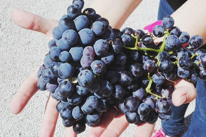 Semi-Private Wine Discovery Tour in Chania - Who will enjoy this experience most