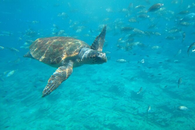 Semi-Submarine Tour from Agios Nikolaos - Why your seat can change the experience