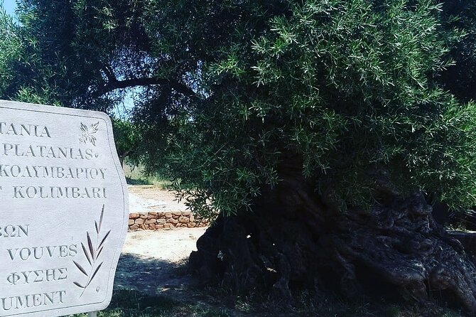 Sips of Crete: Flavors, Legends & Hidden Gems - Vouves offers fifteen minutes with a 3,000-year-old olive tree