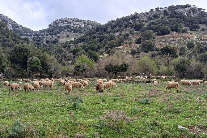 Small Group Tour to Knossos Palace Lasithi Plateau & Olive Mill - Yogurt and honey in Tzermiado