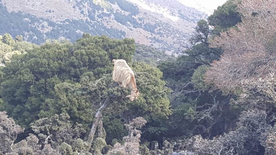 South Crete: Sarakinas Gorge Hike, Swim & Jeep Safari - Seating, fitness, and comfort tips