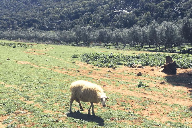 The Cretan Way of Life at the mountains of Rethymno (Mylopotamos) - Meeting Andreas and the goats at Milopotamos