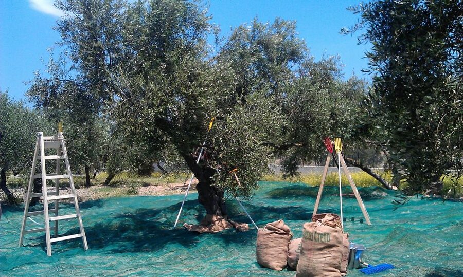 The Terra Creta Olive Oil Experience Tour - FAQ