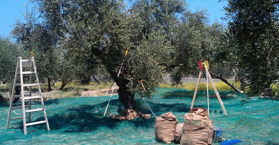 The Terra Creta Olive Oil Experience Tour - The tasting is more than a quick sample