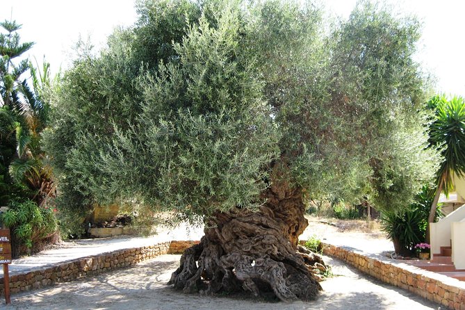 Wine, Beer, Olive Oil Tasting Private Tour (price per group of 6) - Key Points to Know Before Booking