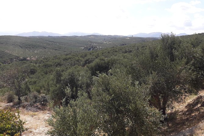 Wine, Beer, Olive Oil Tasting Private Tour (price per group of 6) - Cretan Brewery: Start With a Local Beer