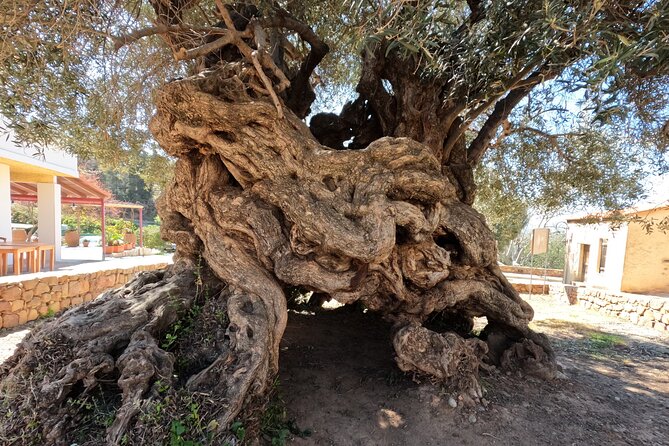 Wine, Dine & Divine: A Cretan Odyssey in Chania. - The ancient olive tree at Vouves