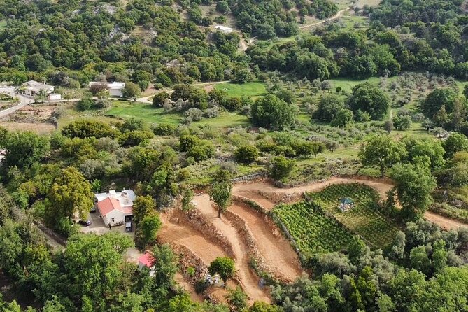 Wine, Olive Oil, and Honey Tour with Winemaker - A generous Cretan lunch in the vineyards