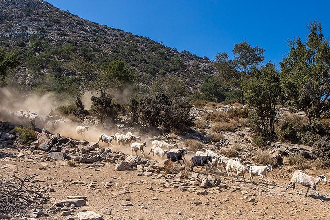 Wine & Olive Oil Tour with lunch at the White Mountains - Lunch at 1,200 meters