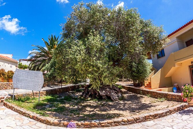 Wine & Olive Oil Tour with lunch at the White Mountains - The downhill route through western Crete